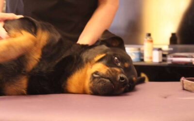 Hydrotherapy and Canine Massage, What’s the difference?