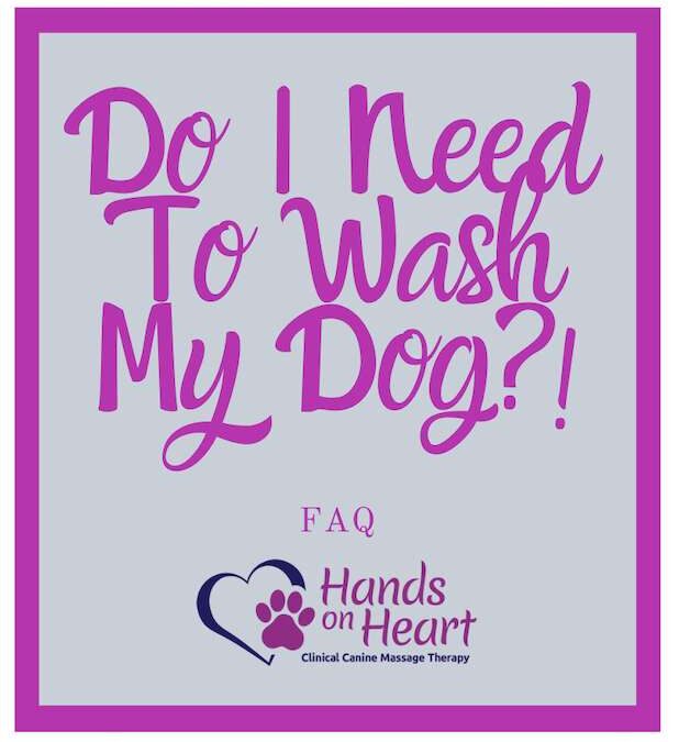 Do I Need To Wash My Dog Before A Clinical Canine Massage?