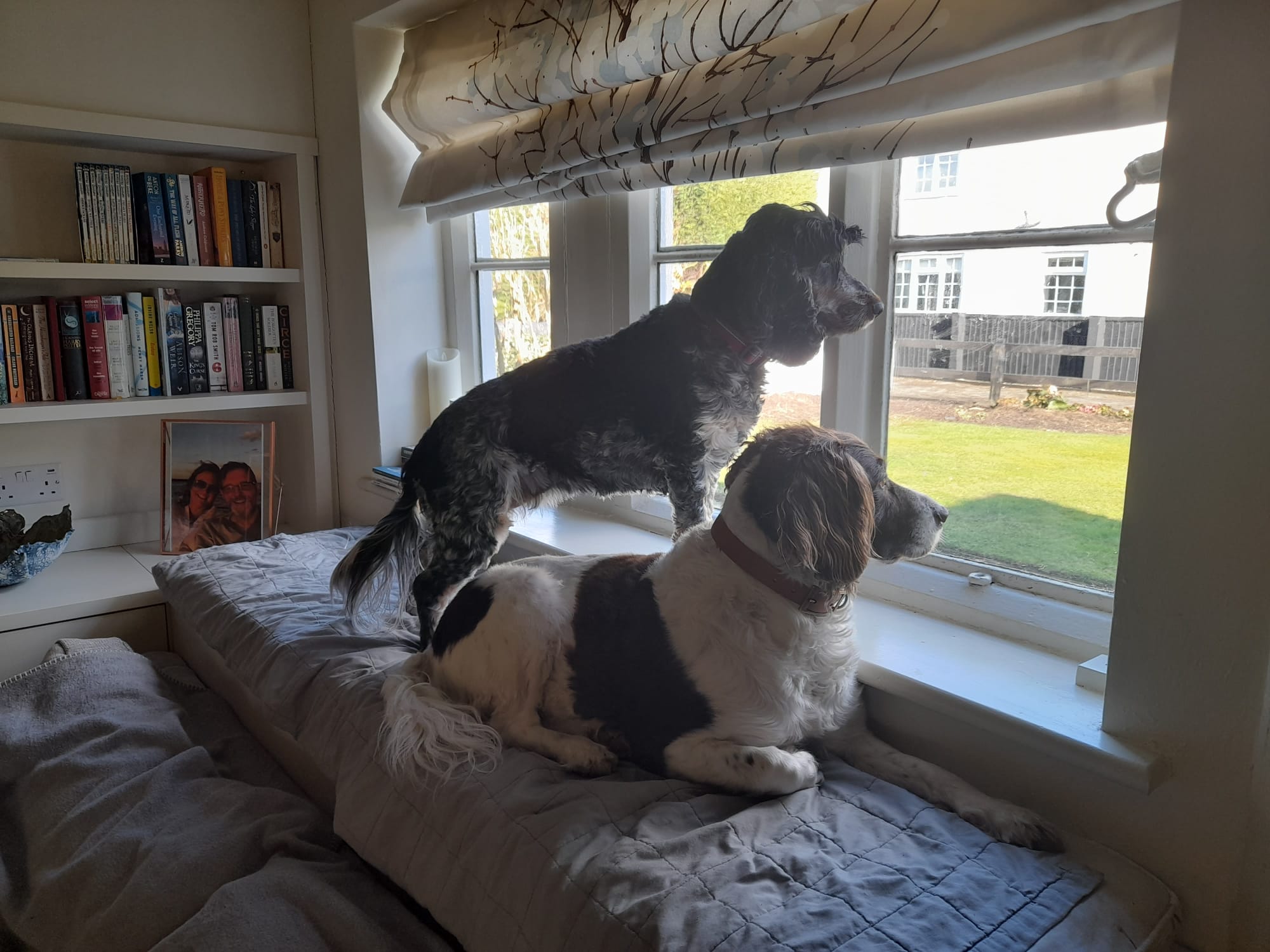 Sam and Tiggy offering judgement on the dogs being taken out in this heat!